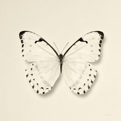 Papillon II BW
