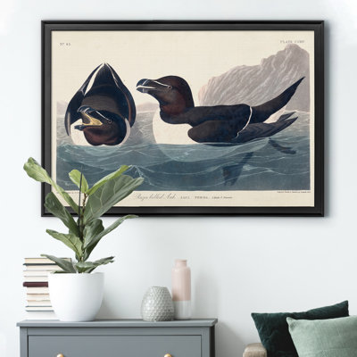 " Razor Billed Auk "