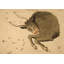 Taurus Print by Grand Archives-493527792-493527695