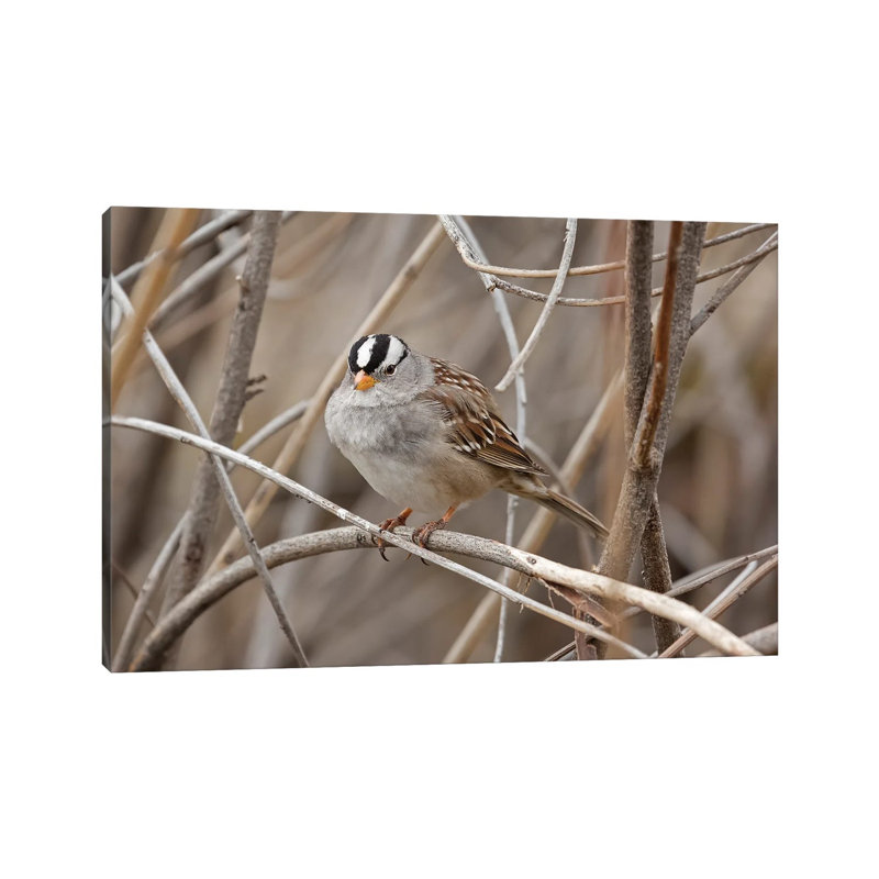 Natures Beauty by Louis Ruth - Wrapped Canvas Print, 20.32 cm H x 30.48 cm W