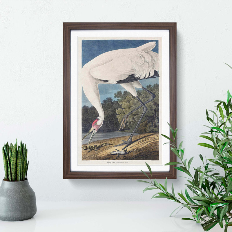 Hooping Crane Bird by John Audubon - Picture Frame Painting Print on MDF, Walnut Framed, 48cm H x 36cm W x 2cm D