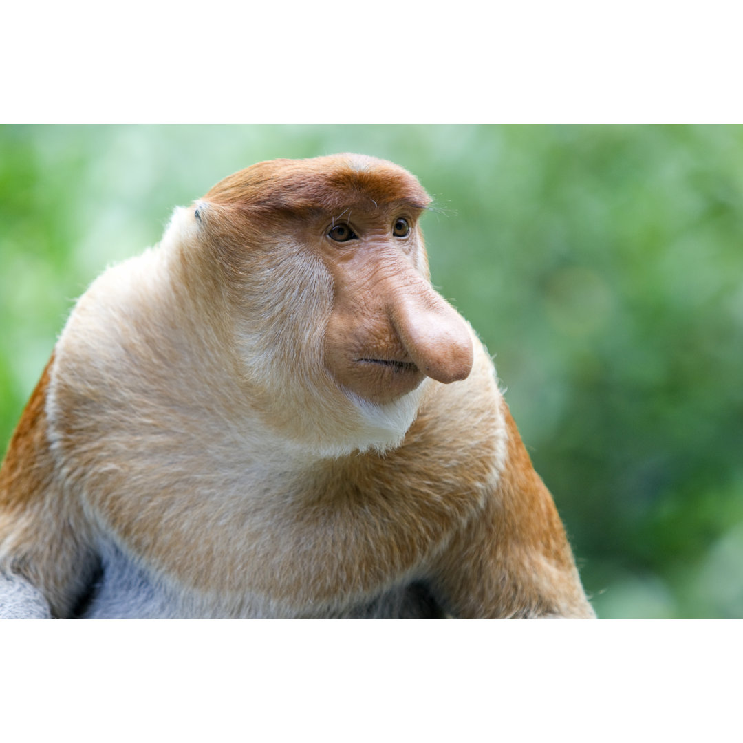 Leinwandbild Proboscis Monkey