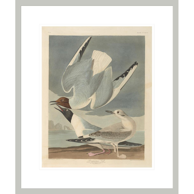 Goéland bonapartien des oiseaux d'Amérique par John James Audubon, 21.13" H x 17.75" W