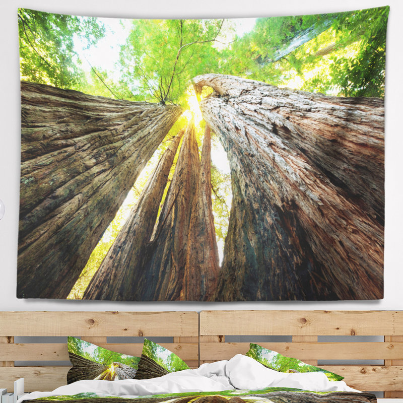 Photographie sequoia tree tapestry, H 68 po x l 80 po