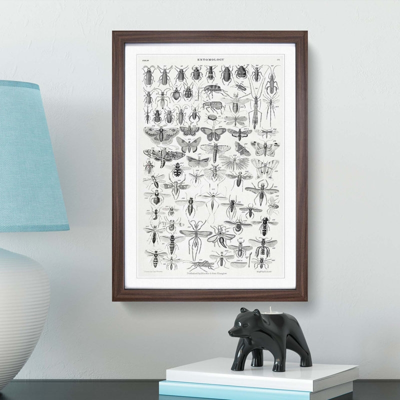 Study of Insects XL by Oliver Goldsmith - Framed Print, Walnut Framed, 65cm H x 48cm W x 2cm D