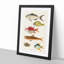 East Indies Fish Illustrations Fol. 27 by Louis Renard - Picture Frame Painting Print-55547196-55547197