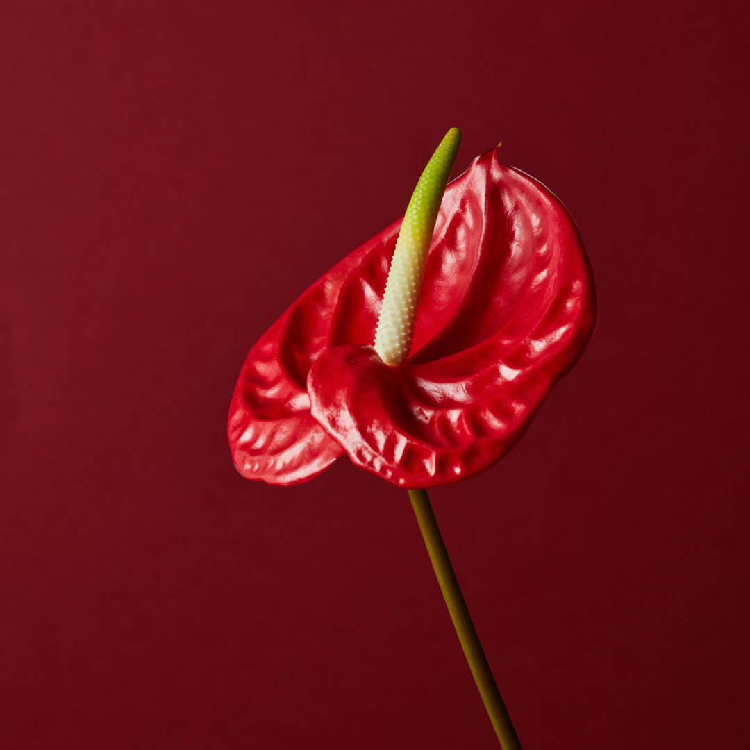 Rote Blume auf rotem Hintergrund - Leinwandfoto im Wickel