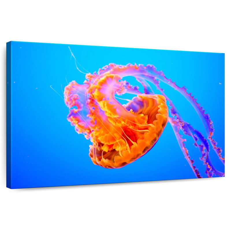 Brampt Jellyfish Somersault, 34" H x 51" W