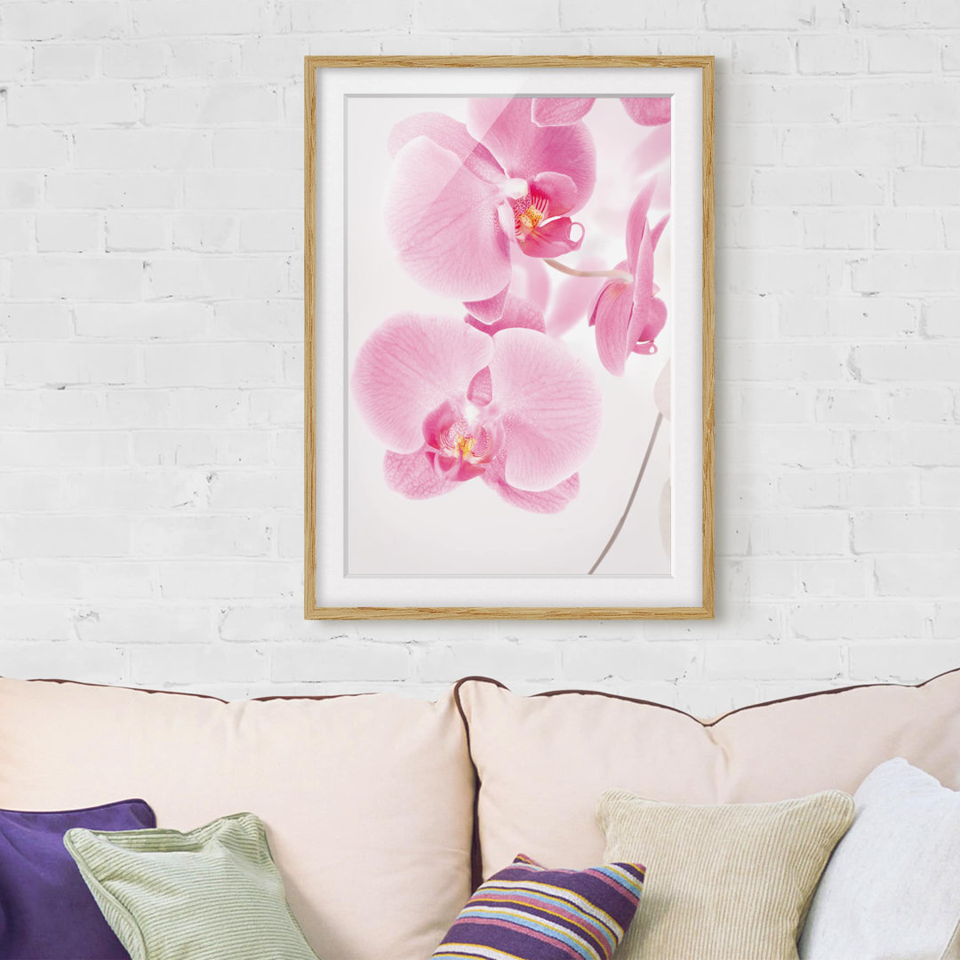 Gerahmtes Poster Delicate Orchids