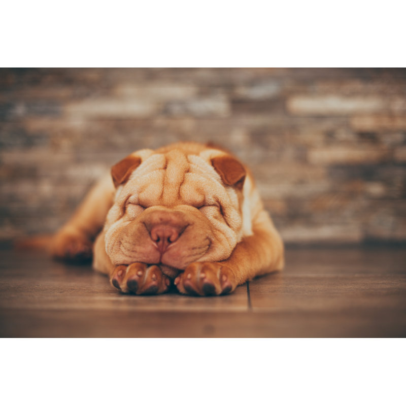 «Kentavius Shar Pei Puppy Sleeping On The Floor» par Djiléesign, H 32 po x l 48 po x P 1,25 po