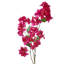 Bougainvillier 41 po 