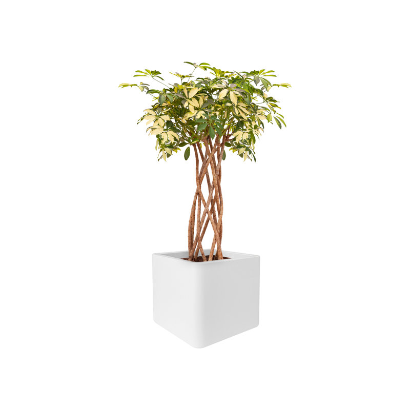 Pot Planter, 59cm H x 79cm W x 29.5cm D, White