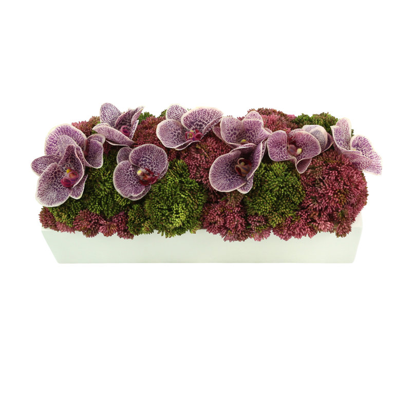 Sedum and Orchids Arranged in Fiberstone Planter