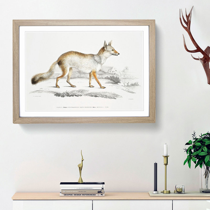Bengal Fox by John Edward Gray - Single Picture Frame Painting, 24cm H x 33cm W x 2cm D, Oak Framed