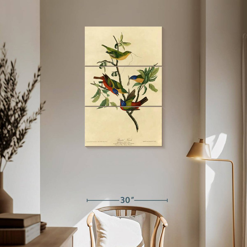 Brampt Painted Finch