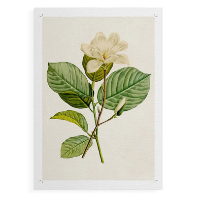 MagnoliaFlowersI -Canvas Print Only - NOT FRAMED