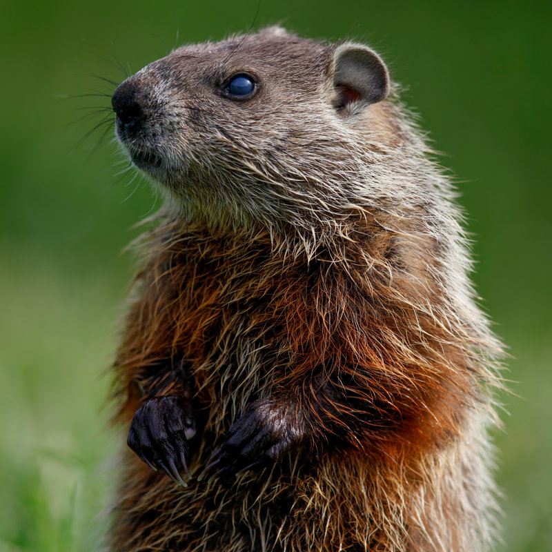 Groundhog Sitting - Wrapped Canvas Print, 30cm H x 30cm W x 3.8cm D