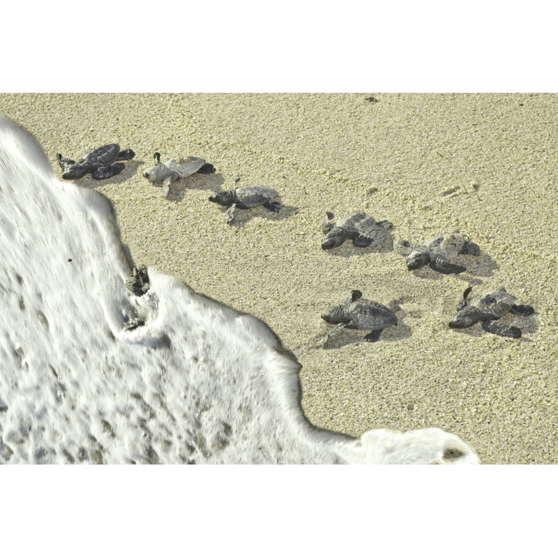 Olive Ridley Sea Turtles Racing To The Ocean (Lepidochelys Olivacea) by JodiJacobson - No Frame Print on Canvas