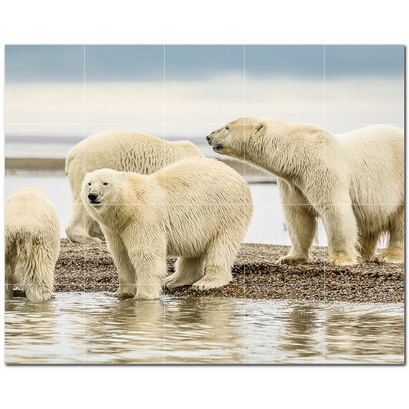 Photo d'ours 8 po x 8 po