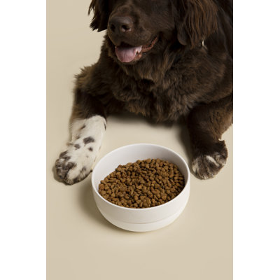 Cling Silicone Bottom Dog Bowl