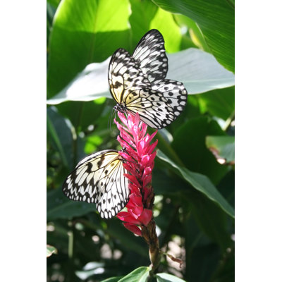 Vonore Butterfly par Liveostockimage