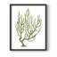 Coral Souvenirs III, reproduction encadrée - bois massif-195195599-195195597