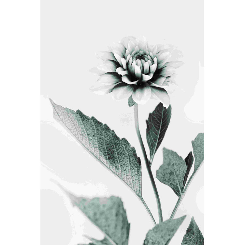 Dahlia blanc II 2886672, H 18 po x l 12 po, Non, Wrapped Canvas