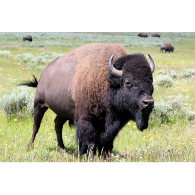 " Bison Out In Wild Habitat " by Alptraum