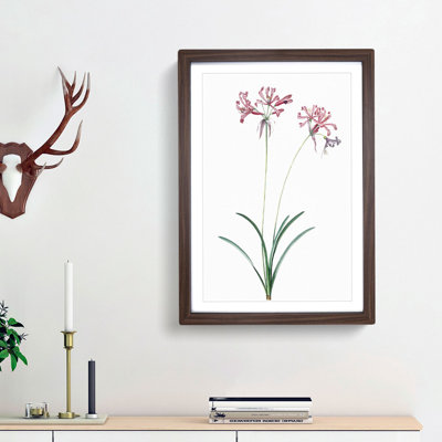 Nerine Lily Flowers by Pierre-Joseph Redoute - Framed Print