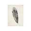 Charcoal Feathers I Print by Beverly Fuller-26941247-26941248