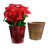 Rouge / doré