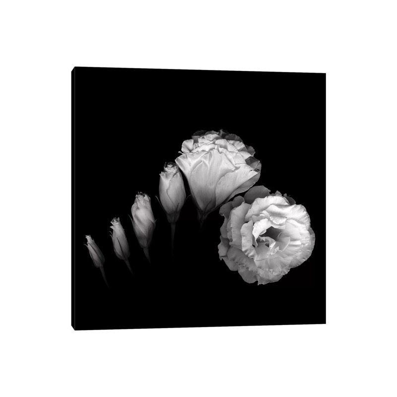 Evolution Lysianthus III, B&W by Magda Indigo - Wrapped Canvas Print, 93.98 cm H x 93.98 cm W x 1.91 cm D