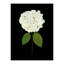 Pressed Botanical Giclees On Black Set by Sandy Whitaker-214565506-214565510