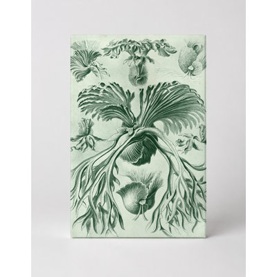Filicinae (Plate 68, Kunstformen der Natur, 1904) — Portrait Canvas Wall Art