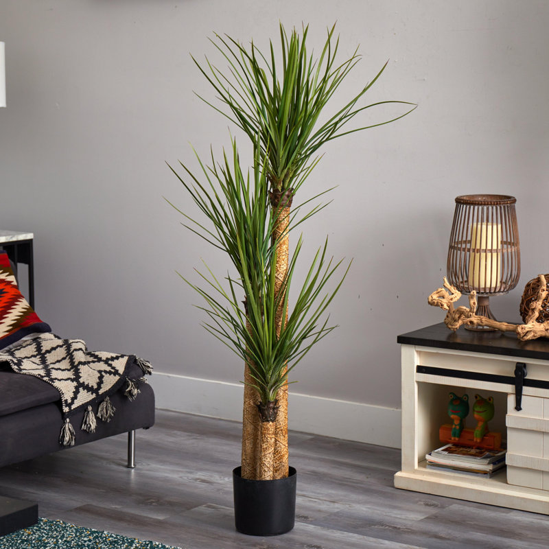 Yucca Tree with Lush Green Leaves