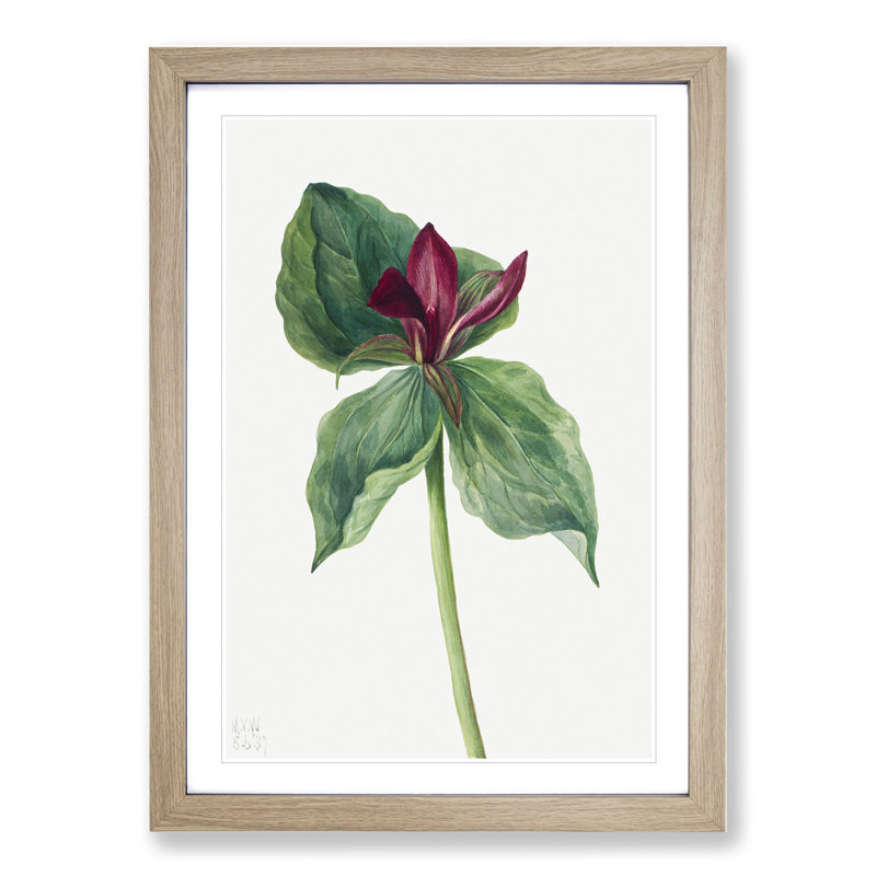 Whippoorwill Flower by Mary Vaux Walcott - Picture Frame Painting, 48cm H x 36cm W x 2cm D, Oak