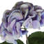 18 po hortensia artificiel 18 / paquet-703839630