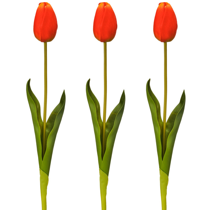 Tulipe Holland 23 "Just Cut, Orange