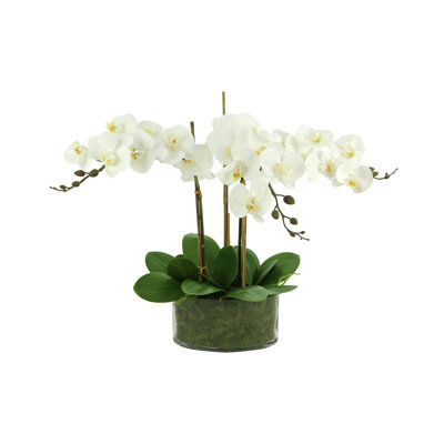 Orchidée Kerwin