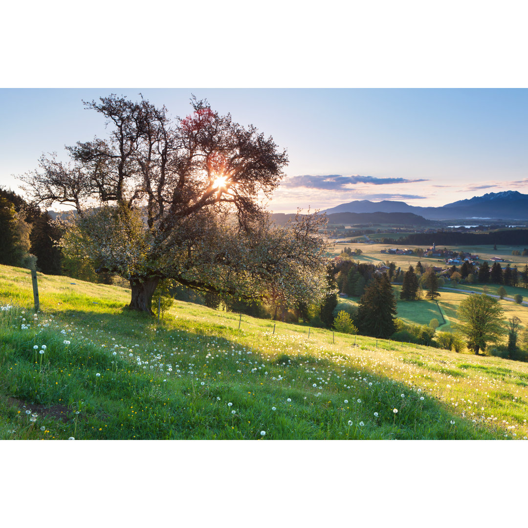 Sommerwiese von Wingmar - Druck