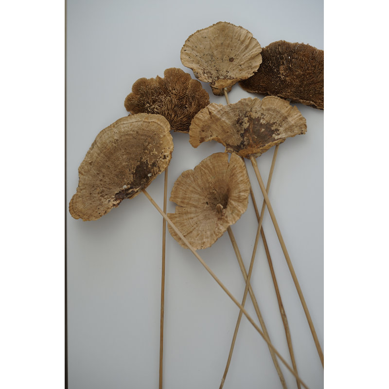 Dried Mushrooms