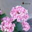 Hortensia artificiel rose 24 po