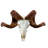 Trophy Size Real Ram Skull