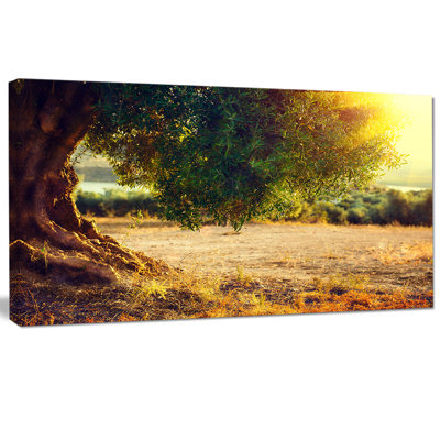 " Stunning Olive Trees At Sunset "