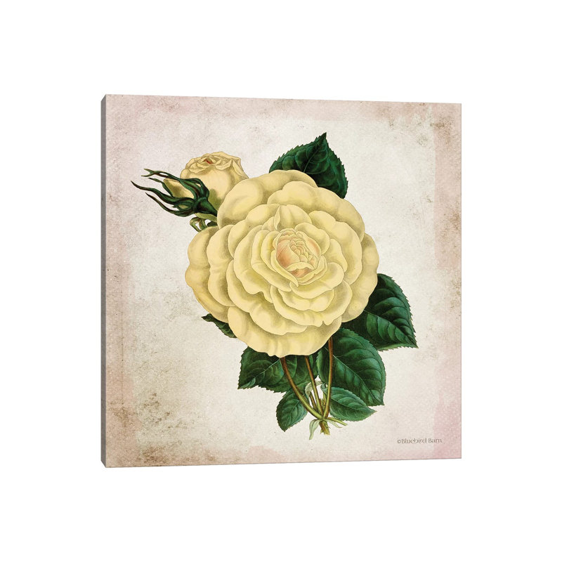 Vintage Cream Rose 1 Piece Wrapped Canvas Wall Art, 30.48 cm H x 30.48 cm W
