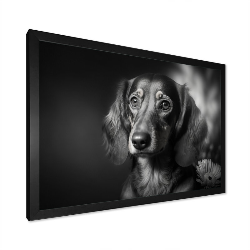" Black And White Daschund With Sunflower ", Black Picture Framed Canvas, 12" H x 20" W x 1" D
