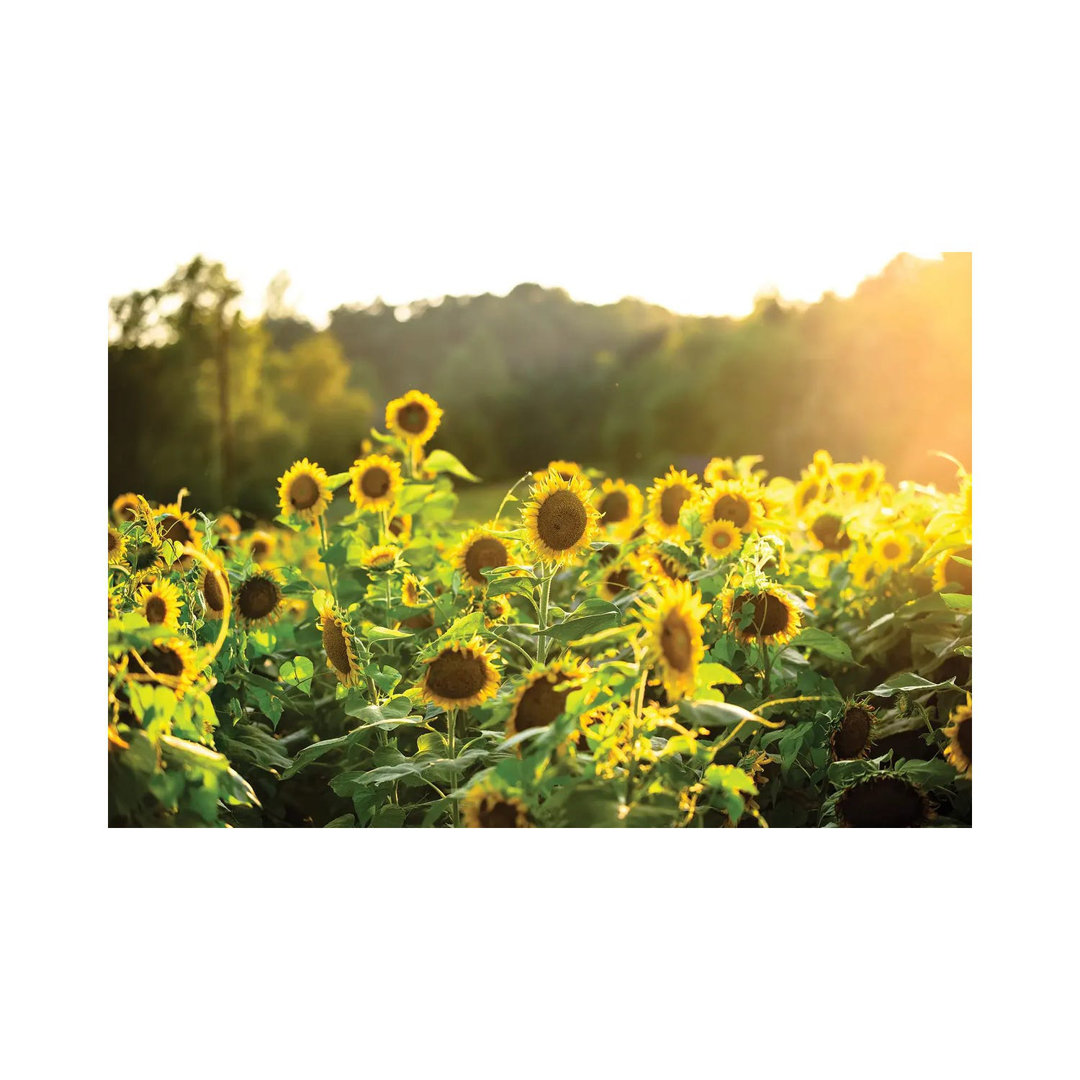 Sunflower Sunshine by Lucas Moore - Wrapped Canvas Print