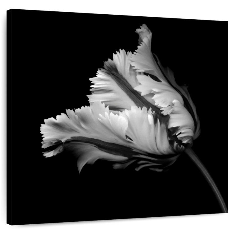 Harnek BW Parrot Tulip