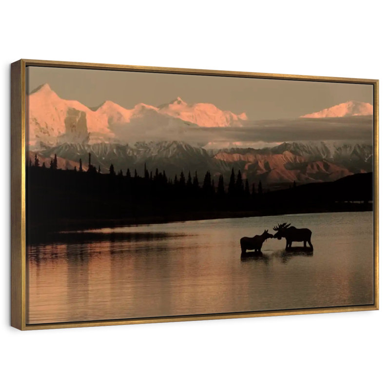 Courting Moose In Wonder Lake, Cadre flottant doré, 37 po x 25 po