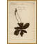 Herbarium 3 Print by Soicher Marin Archives